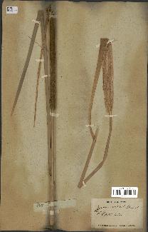 spécimen de Typha angustifolia