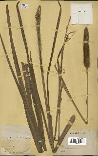 spécimen de Typha sp.