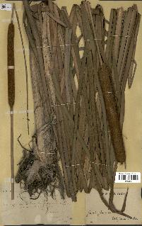 spécimen de Typha sp.