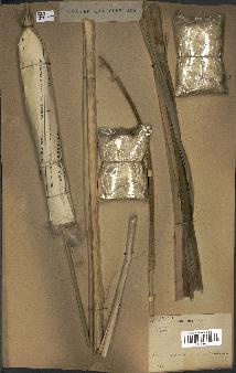 spécimen de Typha sp.