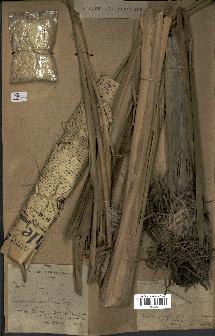 spécimen de Typha sp.