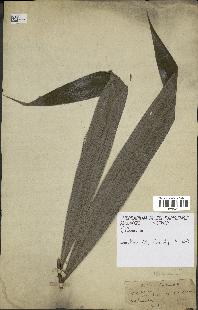 spécimen de Calamus sp.