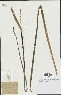 spécimen de Typha angustifolia
