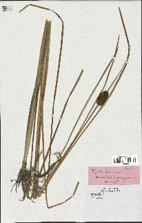 spécimen de Typha laxmannii