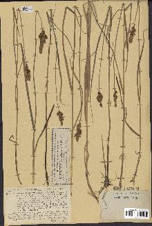 spécimen de Carex disticha