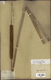 spécimen de Typha domingensis