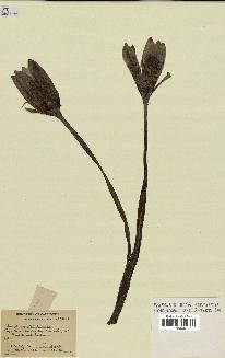 spécimen de Nymphaea stellata