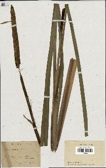 spécimen de Typha latifolia