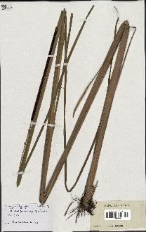 spécimen de Typha angustifolia