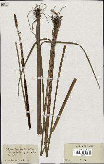 spécimen de Typha angustifolia