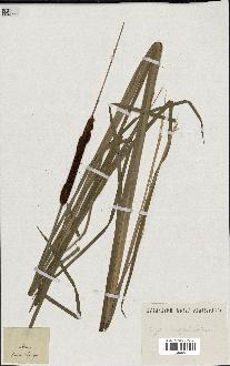 spécimen de Typha angustifolia