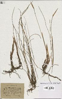spécimen de Typha minima