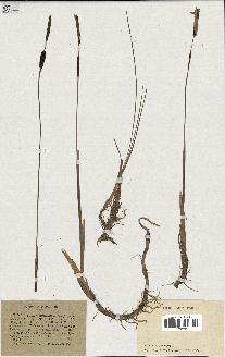 spécimen de Typha minima
