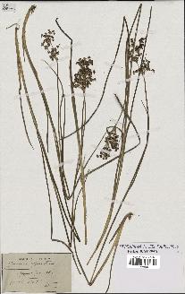 spécimen de Juncus sylvaticus