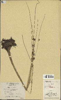 spécimen de Juncus filiformis