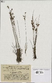 spécimen de Juncus tenuis