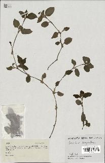 spécimen de Commelina benghalensis