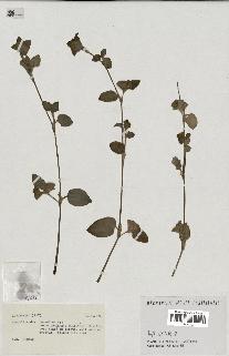 spécimen de Commelina benghalensis