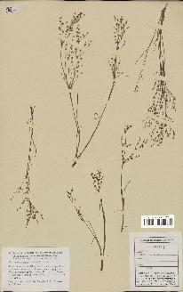 spécimen de Juncus tenageia