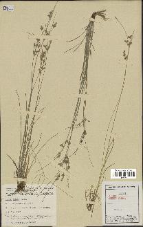 spécimen de Juncus tenuis