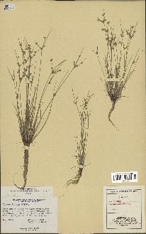 spécimen de Juncus tenuis