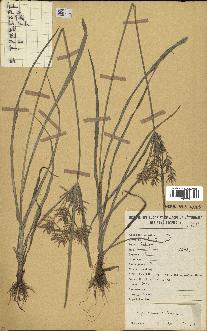 spécimen de Cyperus esculentus