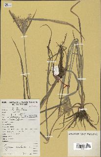 spécimen de Cyperus esculentus