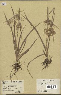 spécimen de Cyperus esculentus