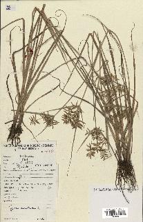 spécimen de Cyperus esculentus