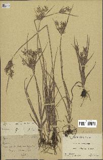 spécimen de Cyperus esculentus