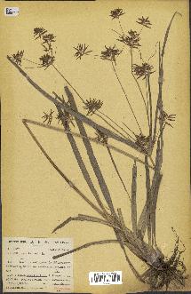 spécimen de Cyperus esculentus