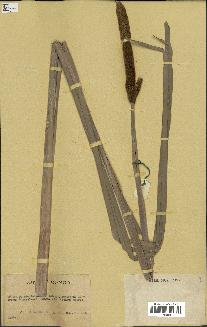 spécimen de Typha sp.