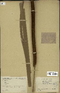spécimen de Typha angustifolia