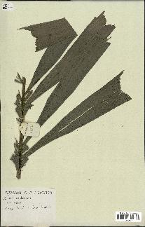 spécimen de Aiphanes lindeniana