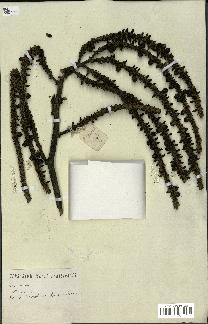 spécimen de Geonoma sp.