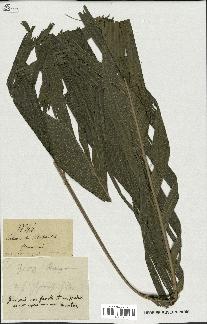 spécimen de Geonoma sp.
