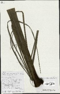 spécimen de Dypsis madagascariensis