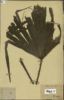 spécimen de Caryota sp.