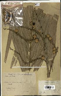 spécimen de Calamus rudentum