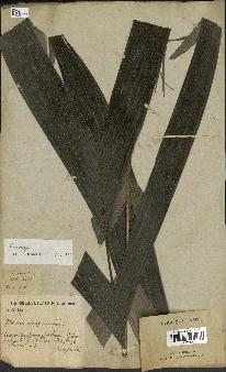 spécimen de Pinanga sp.