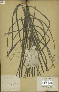 spécimen de Areca catechu