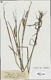 spécimen de Carex rostrata