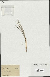 spécimen de Phoenix reclinata