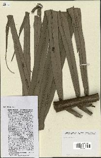 spécimen de indet.