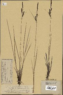 spécimen de Carex stricta