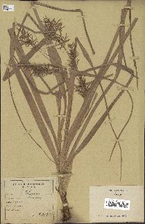 spécimen de Carex sp.