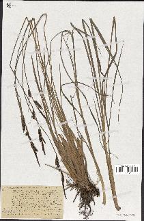 spécimen de Carex stricta