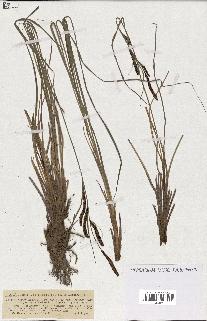 spécimen de Carex gracilis