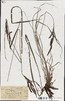 spécimen de Carex gracilis