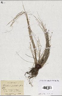 spécimen de Eleocharis geniculata